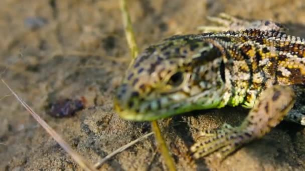 Common Lizard Lat Lacerta Agilis Warms Sunny Glade Summer Season — Stock Video