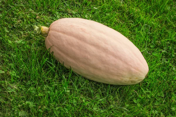 Pink Pumpkin Green Grass Harvest Pumpkins Late Summer — Stock Photo, Image