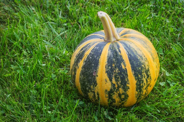 Ronde Gestreepte Pompoen Gras Oogst Van Pompoenen Eind Zomer — Stockfoto