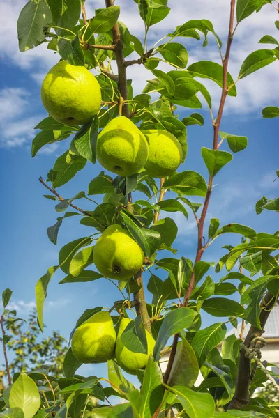 Tak Met Mooie Grote Peren Tegen Lucht Augustus — Stockfoto