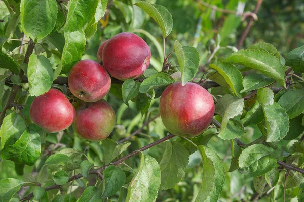 Herfst Variëteit Van Appels Een Tak Rood Fruit Augustus — Stockfoto