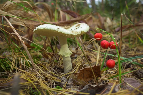 Poisonous Pale Toadstool Lily Valley Berries Forest Glade Septembre — Photo