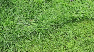 Tıraş makinesi çim biçer. peyzaj tasarımı, çiçekçilik, bahçe ve işçiliğin mekanizasyonu