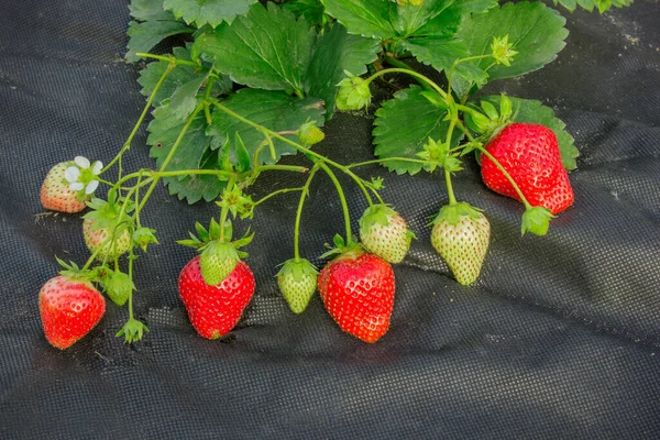 Lit Avec Des Fraises Est Recouvert Spunbond Noir Septembre — Photo