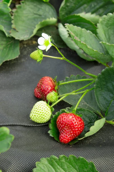 스핑크스 딸기를 수리하는 모습의 — 스톡 사진