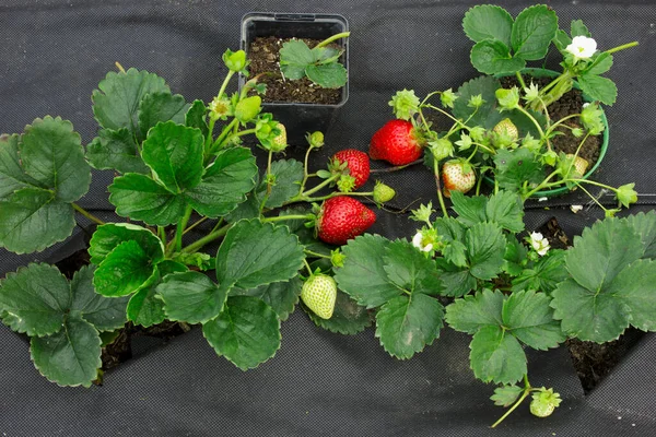 Fraise Sur Spunbond Noir Jeunes Buissons Nouvellement Plantés Septembre — Photo