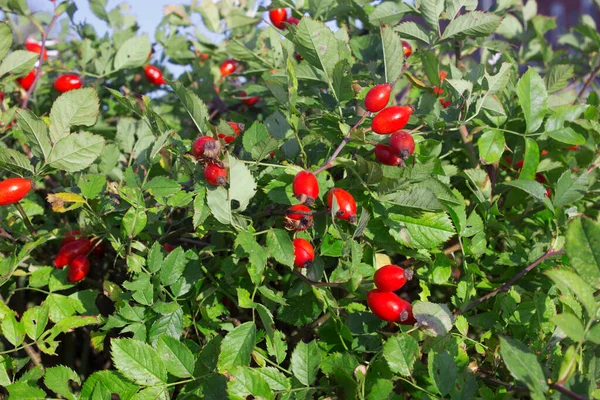 Dog Rose Fruit Autumn Healing Properties Treatment Medicinal Plants — Stock Photo, Image