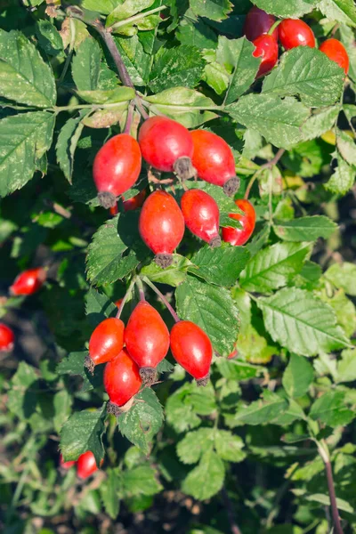 Baies Rose Chien Rouge Dans Jardin Fruits Églantier Journée Ensoleillée — Photo