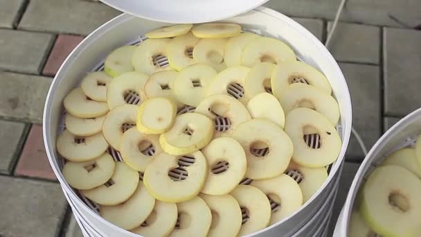 電気乾燥機にスライスフルーツを充填します 芯のない梨を熟す — ストック動画