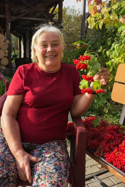 Eine Ältere Frau Sammelte Eine Menge Viburnum Beeren Nahaufnahme — Stockfoto
