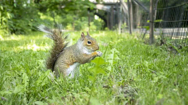 Esquilo Fofo Comendo Grama Verde — Fotografia de Stock