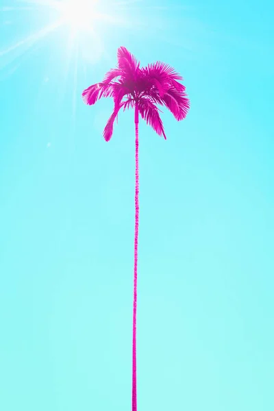 Pink Palm Tree Turquoise Sunny Sky — Stock Photo, Image