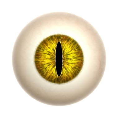 yellow cat eye isolated on white background  clipart