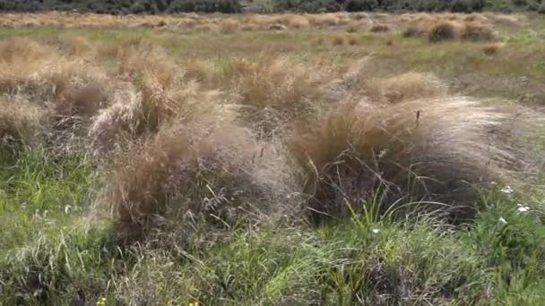 Slow Motion Van Droog Gras Zwaaien Tijdens Wind Waait — Stockvideo