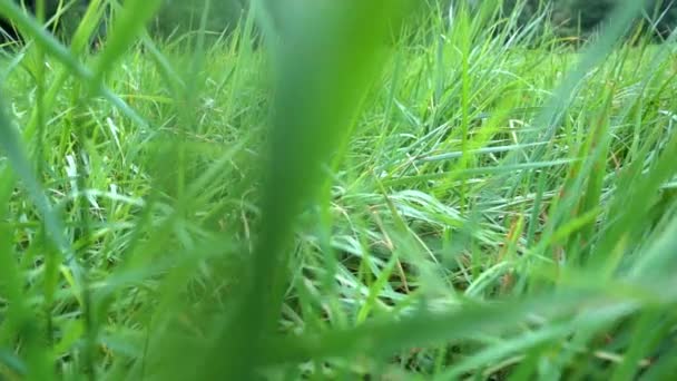 Zeitlupe Durch Grünes Gras Bei Tag — Stockvideo