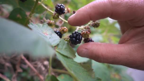 Slowmotion Manlig Hand Plocka Björnbär — Stockvideo