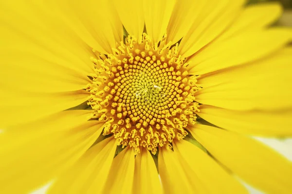 Close Yellow Sunflower Background — Stock Photo, Image