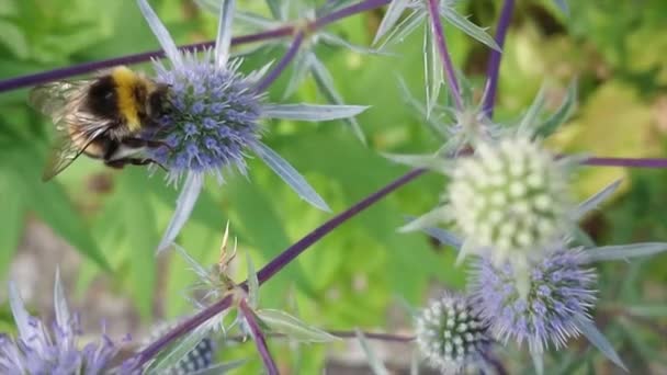 gros plan de bourdon assis sur la fleur 