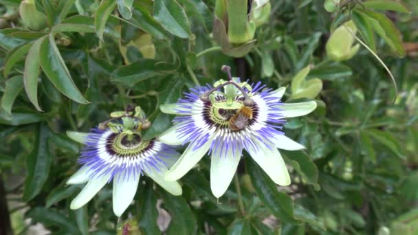 Close Honey Bee Collecting Pollen Passion Flower — Stock Video