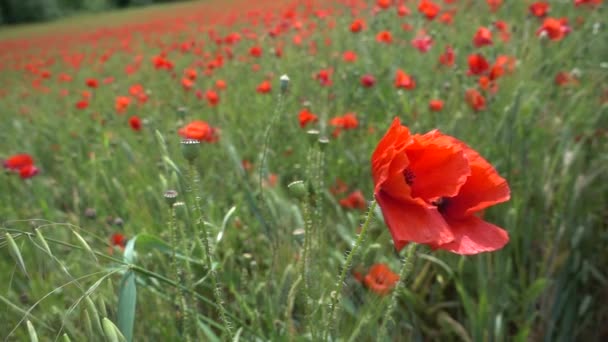 Cámara Lenta Del Prado Con Flores Amapola — Vídeo de stock