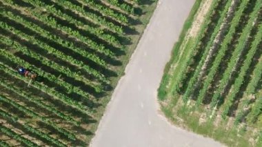 bağ, olgunlaşmış üzümler hasat adamın üstten görünüm