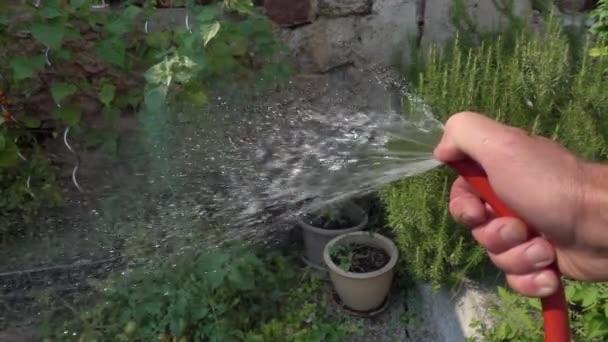 Man Håller Slangen Och Stänkande Vatten Växter — Stockvideo