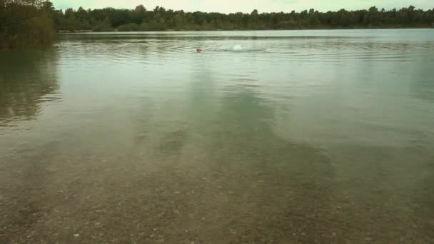 Muž Plavání Jezeře Dne — Stock video