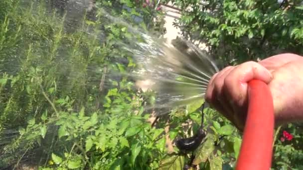 Ralenti Homme Arrosant Des Plantes Jardin — Video