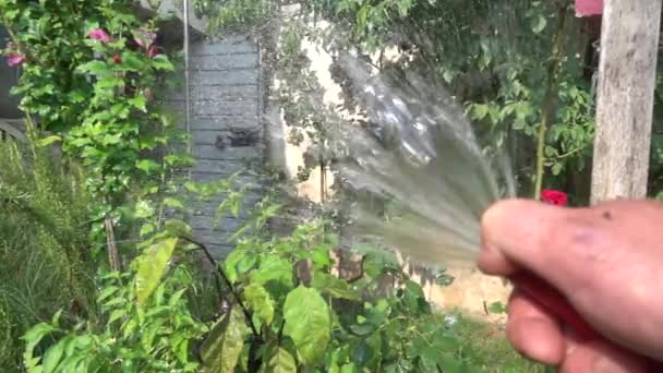 Ağır Çekim Bir Adam Bahçe Bitkileri Sulama — Stok video