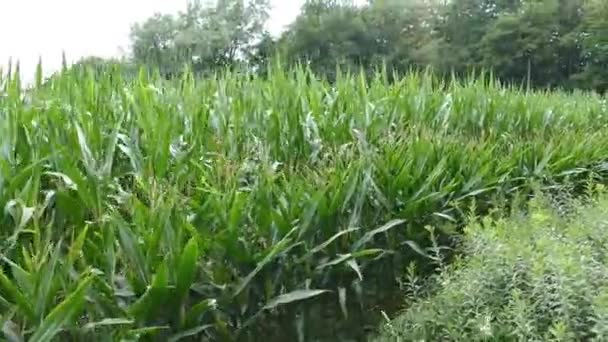 Время Передвижения Кукурузному Полю Дневное Время — стоковое видео