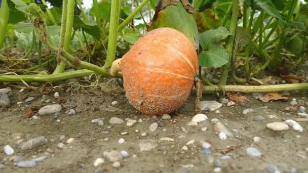 Pumpkin Field Daytime Summer Season — Stock Video