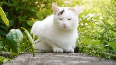 siyah nokta bush dallarında güneşli gün oturup ile sevimli beyaz kedi