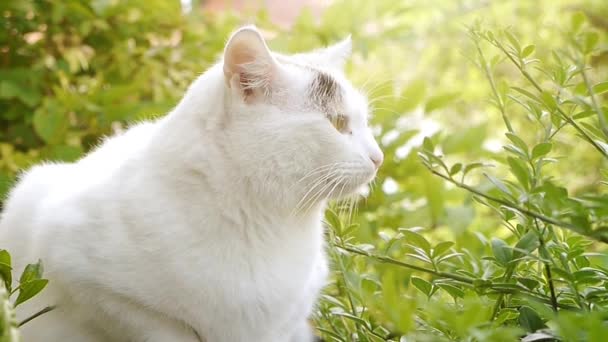 Schattige Witte Kat Met Zwarte Vlek Achter Zonnige Dag Bush — Stockvideo