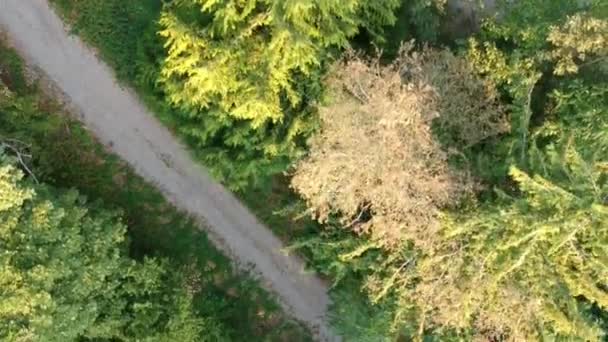 Luchtfoto Uitzicht Het Groene Bos Zomerseizoen — Stockvideo
