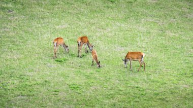 Dört kızıl geyik yeşil çayır üzerinde otlatma