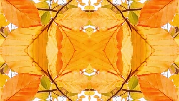 Herbst Blätter Kaleidoskop Bewegung Kreatives Videomaterial — Stockvideo