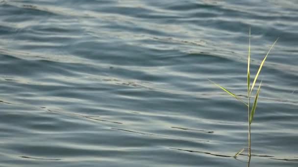 Cámara Lenta Superficie Agua Ondulada Con Olas Durante Día — Vídeos de Stock