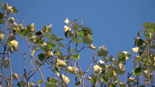 Detailní Záběr Topolové Větve Kymácí Větru — Stock video