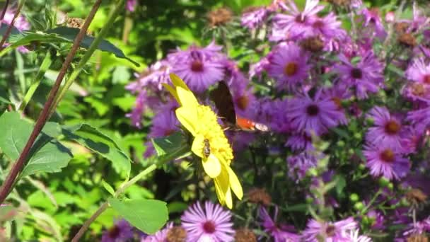 Close Borboleta Vanessa Cardui Flores Roxas — Vídeo de Stock