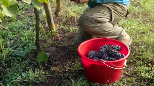 Человек Собирает Красный Виноград Винограднике — стоковое видео