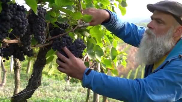 Movimiento Lento Del Hombre Cosechando Uvas Rojas Viñedo — Vídeo de stock