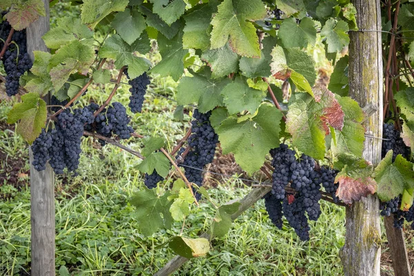 Vinha Com Uvas Vermelhas Prontas Para Vindima — Fotografia de Stock