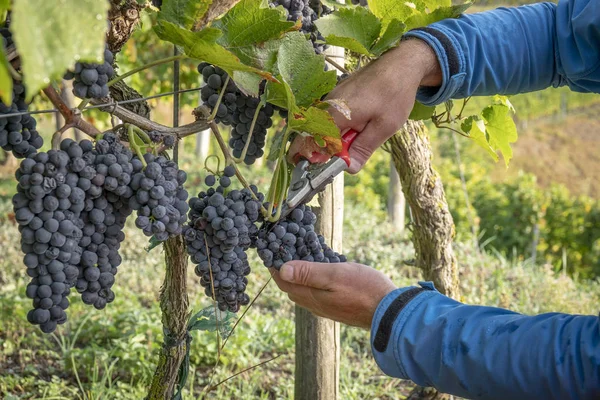 Mãos Masculinas Colhendo Uvas Vermelhas Vinha — Fotografia de Stock