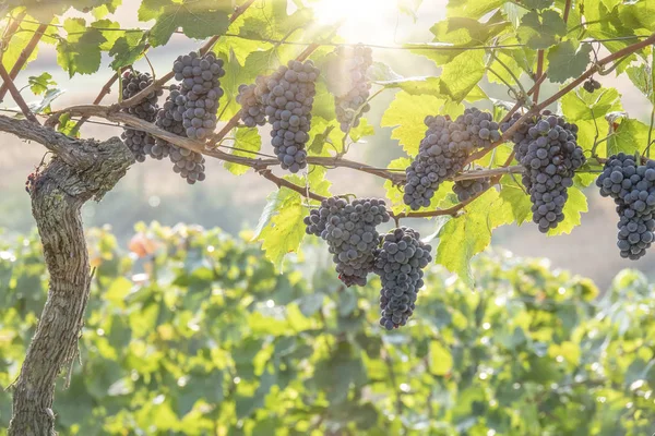 Wijngaard Met Rode Druiven Klaar Voor Oogst — Stockfoto