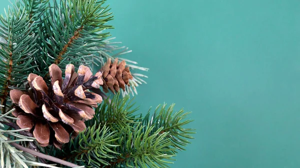 Image Twig Pine Cones Background — Stock Photo, Image