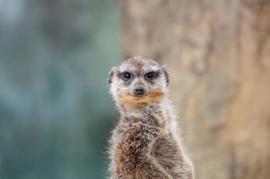 funny ground squirrel on blurred background  clipart