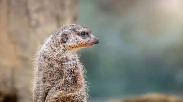 Funny Ground Squirrel Blurred Background — Stock Photo, Image