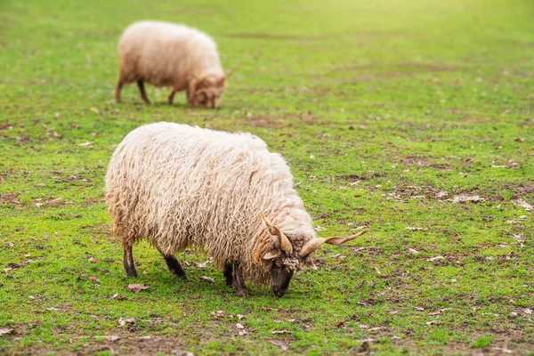 Ovelhas Comendo Grama Prado — Fotografia de Stock