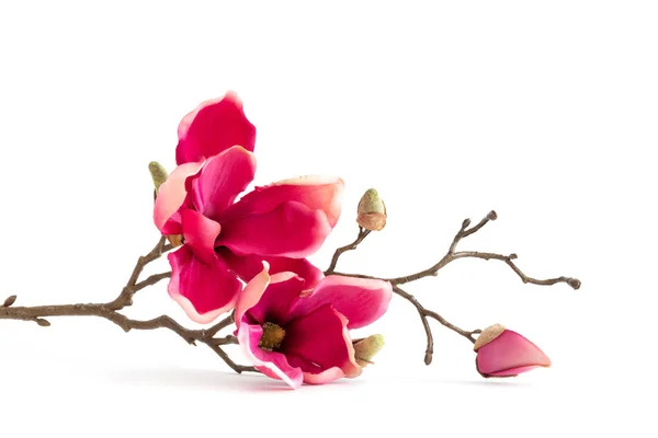 Röd Magnolia Blommor Isolerad Vit Bakgrund — Stockfoto