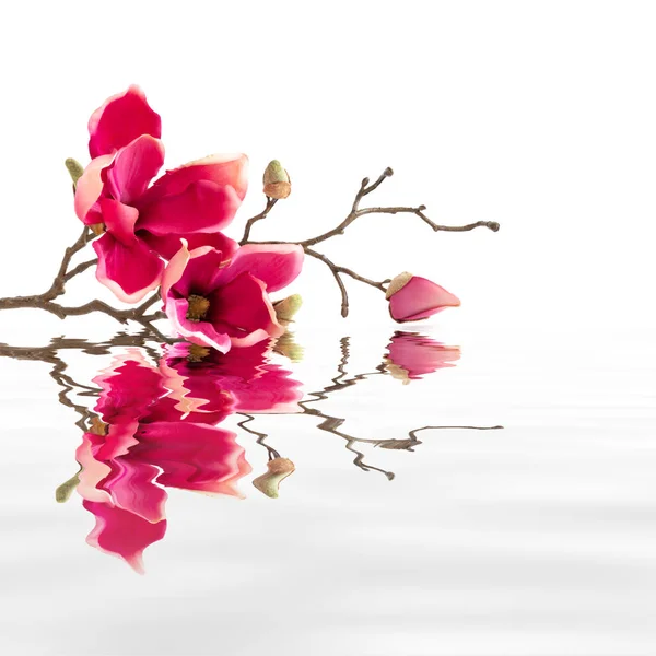 Reflection Red Magnolia Flowers Water — Stock Photo, Image